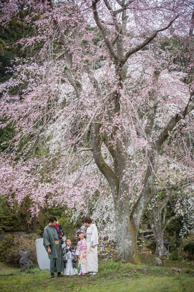 桜の下で七五三記念撮影