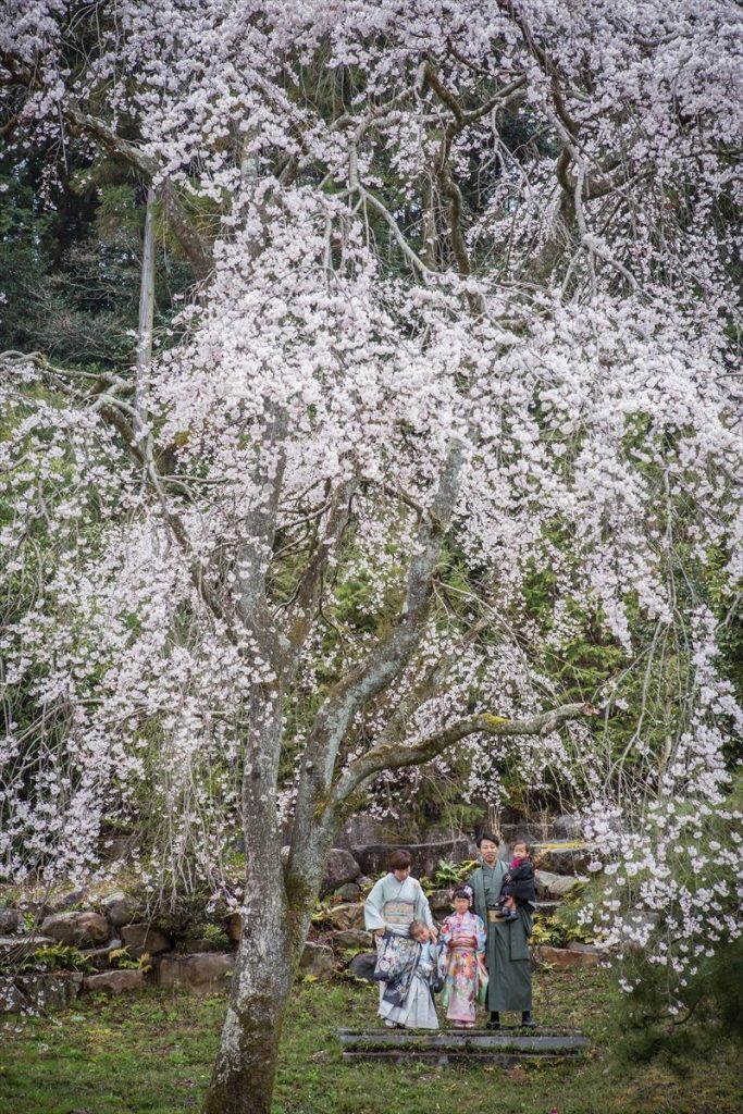 桜の木の下七五三着物家族